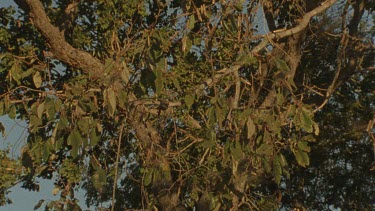 locusts alighting from roosting in tree and fly off against sky