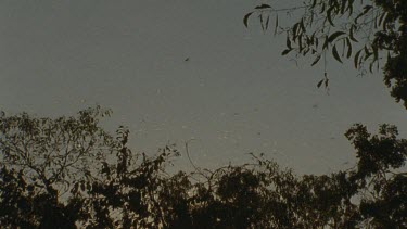locusts alighting from roosting in tree and fly off against night sky