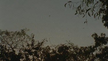 locusts alighting from roosting in tree and fly off against night sky