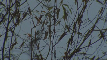 roosting in tree against night sky in silhouette