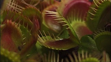 Venus fly trap