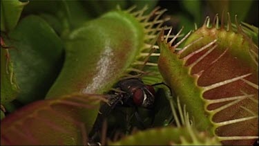 Venus fly trap