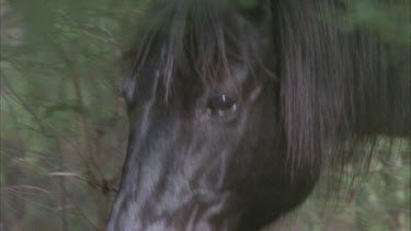 Brumby head as it walks