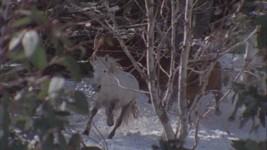 Brumbies galloping through snow being followed riders