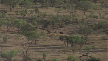 two brumbies galloping through desert, zoom out