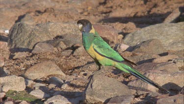 Bird on rock