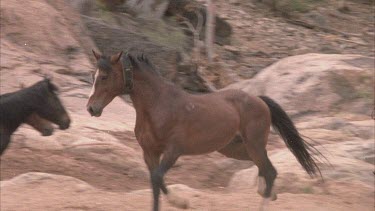 Brumbies trotting around, one bites another