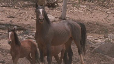 WS of a brumby standing. Zoom in to MCU of its head after it begins to move about