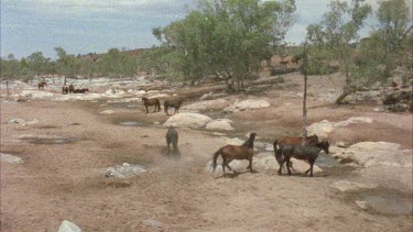 Brumbies in creek bed