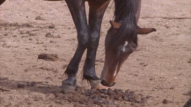 Brumby smelling pile of dung, zoom out as it lifts its head