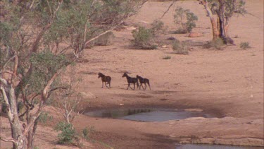 Zoom out as brumbies walk past waterhole