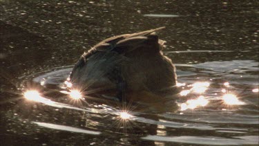Ducks swimming with head underwater