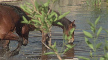 two brumbies standing in water. One drinks, the other stirs up the water with its hoof.