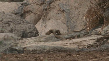 Lizard crawling over rocks