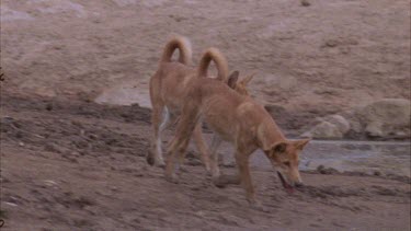 Dingoes drinking at waterhole