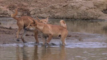 Dingoes walking out of water