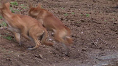 back view, dingoes running away
