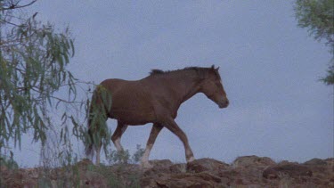 low angle shot, single brumby walking atop a hill