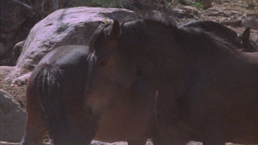 Brumby standing next to another