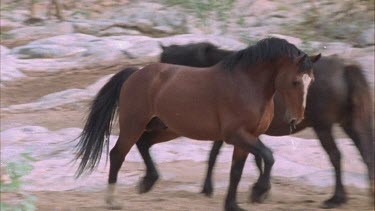 Brumbies standing, snow in Background