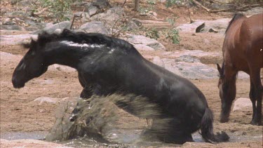 Brumby getting out of water