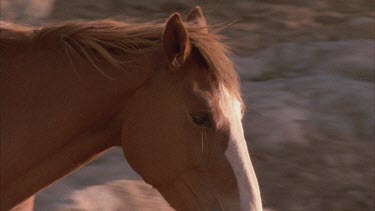 Close up brumbies head and legs