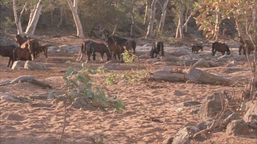 Pan across clearing, Brumbies standing around
