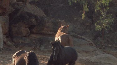 Brumbies walking around