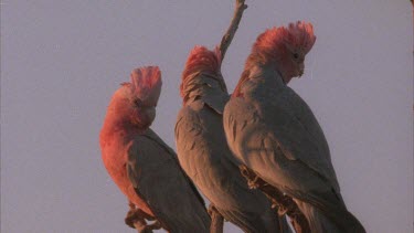 Galahs sitting on branch