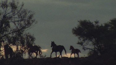 Brumbies walking down a hill, straight line