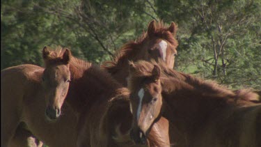 Brumbies feeding on grass