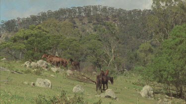 Brumbies feeding on grass