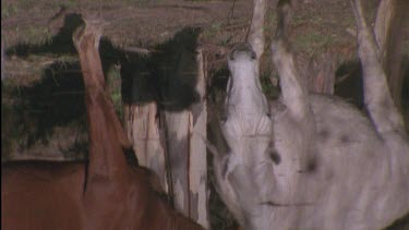 Brumby drinking at waterhole, reflection in water