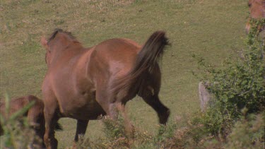 brumby kicking another with its hind legs. The other kicks back.