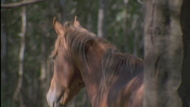 Brumby trots down a hill towards the group