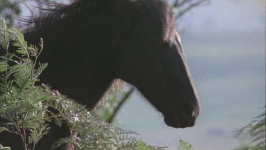 Group of brumbies with foal