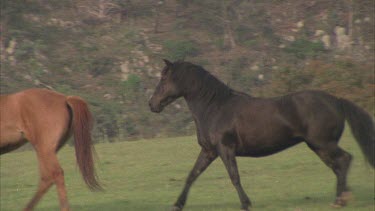 Three brumbies frisking around