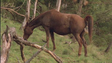 Brumby giving birth