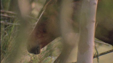Brumby head through vegetation