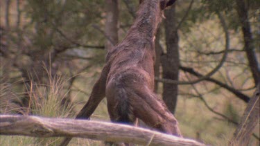 Foal trying to stand up