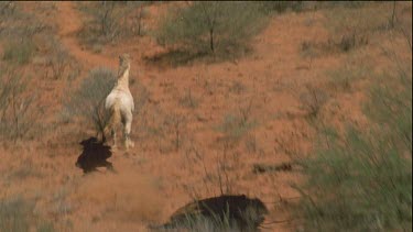White brumby is running, shot and flips over dead