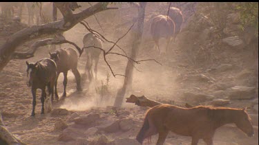 cattle and brumbies walking