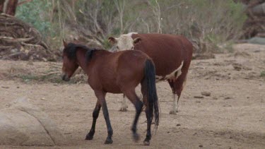 Brumby walks by a cow