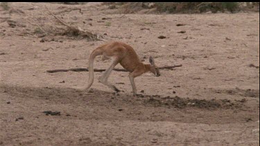 kangaroo walking slowly