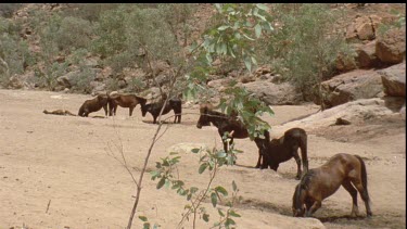 row of brumbies in sandy creek bed