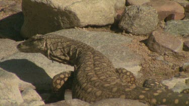 Large lizard walks over rocks