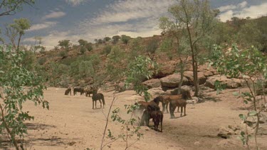 Group of brumbies in dried creek bed