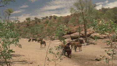 Group of brumbies in dried creek bed