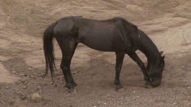 brumby digging for water in desert creek bed