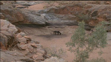 brumby digging for water in desert creek bed